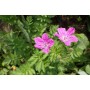 Erodium manescavii