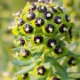 Euphorbia char. 'Black Pearl'