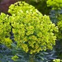 Euphorbia char. 'Emmer Green'