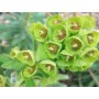 Euphorbia char. 'Humpty Dumpty'