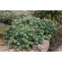 Euphorbia char' 'Portugese Velvet'