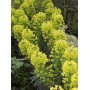 Euphorbia char. 'Purple And Gold'
