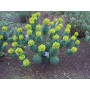 Euphorbia char. 'Wulfenii'