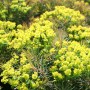 Euphorbia cyp. 'Clarice Howard'