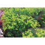 Euphorbia cyp. 'Fens Ruby'
