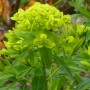Euphorbia pal. 'Walenburg's Glorie'