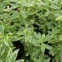 Euphorbia pol. 'Variegata'