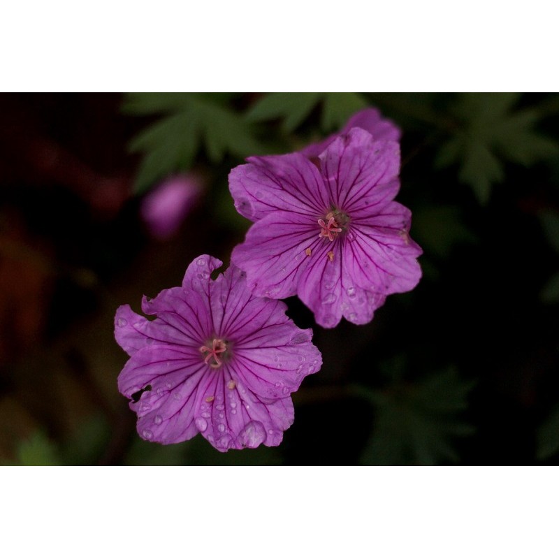 Buy Geranium 'Pink Penny'