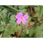 Geranium robertianum