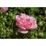 Rosa 'Home & Garden'
