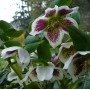 Helleborus or. 'White Lady Spotted'