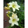 Hemerocallis 'Gentle Shepherd'