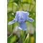 Iris pum. 'Blue Denim'