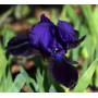 Iris pum. 'Little Shadow'