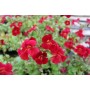 Mimulus cup. 'Roter Kaiser'