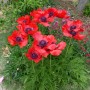 Papaver or. 'Beauty of Livermere'