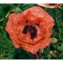 Papaver or. 'Marcus Perry'