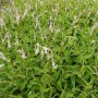 Persicaria ampl. 'White Eastfield'