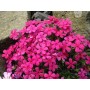 Phlox 'Crackerjack'