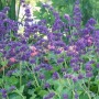 Salvia vert. 'Purple Rain'