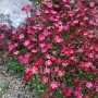Saxifraga 'Blütenteppich'