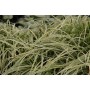 Carex 'Silver Sceptre'