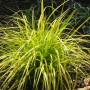 Carex osh. 'Everillo'