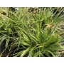 Carex osh. 'Everlime'