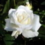 Rosa 'White Symphonie'