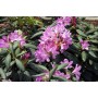 Rhododendron 'Roseum'