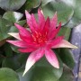 Nymphaea 'Red Spider'