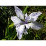 Iris laev. 'Mottled Beauty'