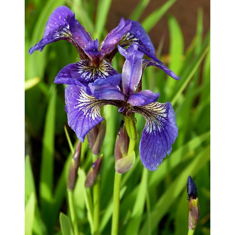 Buy Iris Setosa