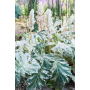Acanthus 'White Water'