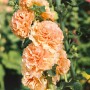 Alcea rosea 'Chater's Double Apricot'