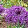 Allium afl. 'Purple Rain'