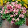 Aquilegia flab. 'Cameo Pink And White'