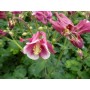 Aquilegia flab. 'Cameo Red And White'