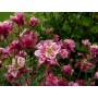 Aquilegia vulg. 'Winky Double Red & White'