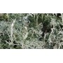 Artemisia arborescens 'Little Mice'