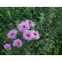 Aster N.-A. 'Barr's Pink'