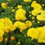 Chrysanthemum 'Citronella'