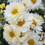 Chrysanthemum 'Poesie'