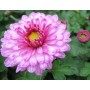 Chrysanthemum 'Rosensilber'