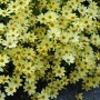 Coreopsis 'Creme Brullee'