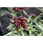 Dianthus barb. 'Nigricans'