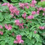 Dicentra form. 'Luxuriant'