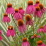 Echinacea purp. 'Red Knee High'