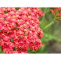 Achillea mil. 'Red Beauty'