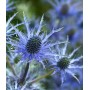 Eryngium alpinum 'Blue Star'